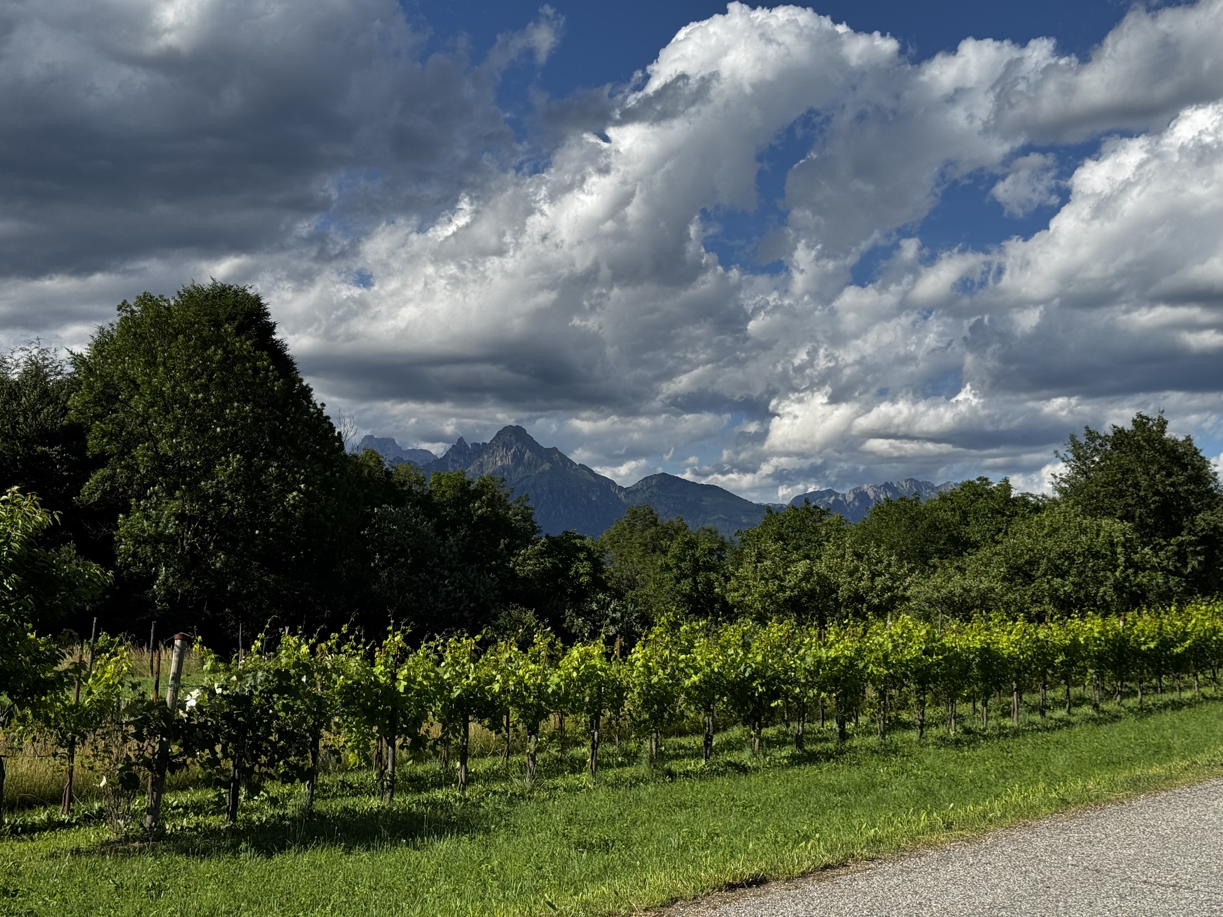 You're not in Veneto if there are no vineyards around Rows of vineyards in Seren del Grappa, with trees and Dolomite peaks visible under a cloudy sky.