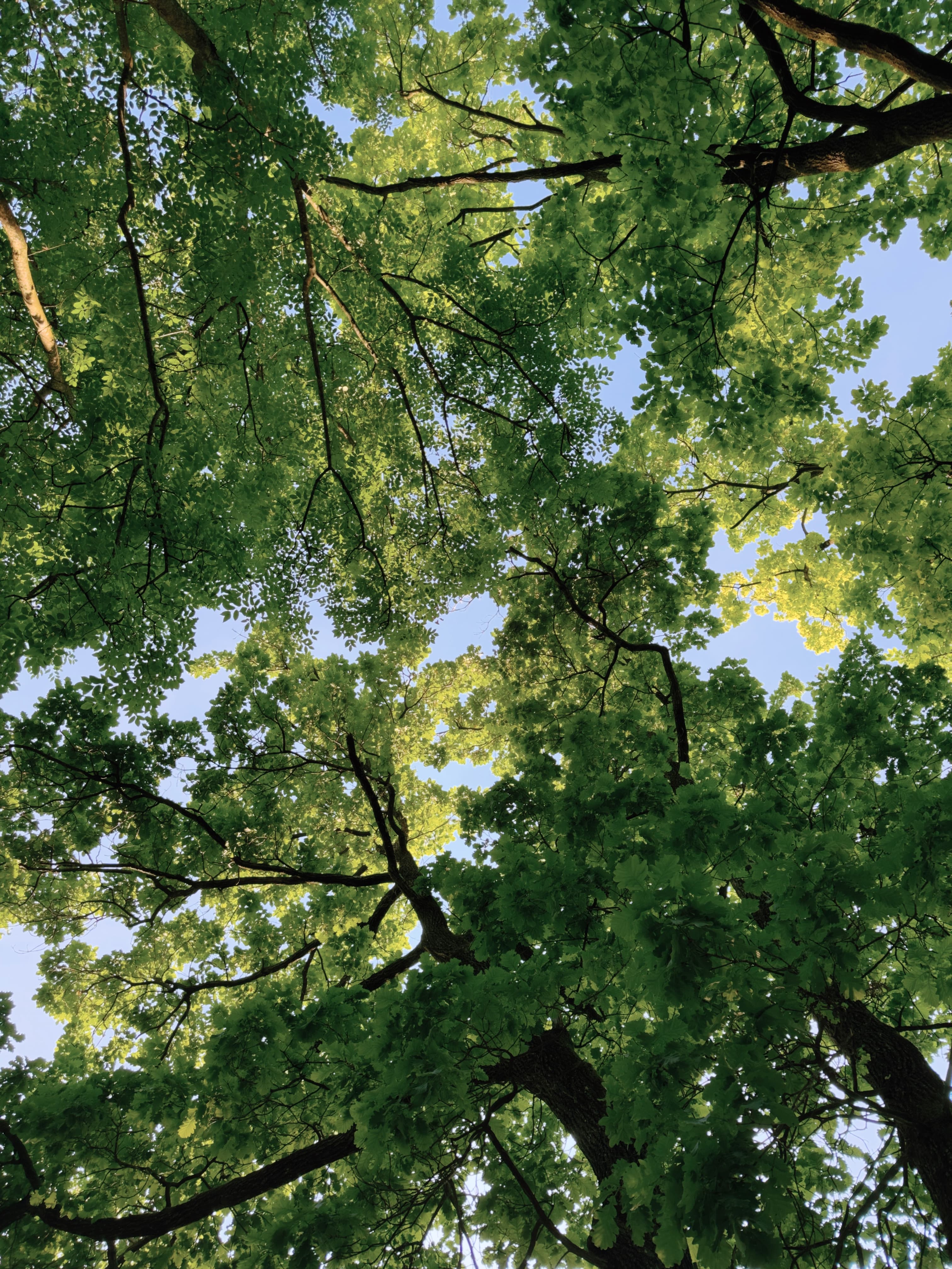 Looking up through the forest canopy on the hillside above Lecco, with sunlit green leaves and branches against a clear blue sky.