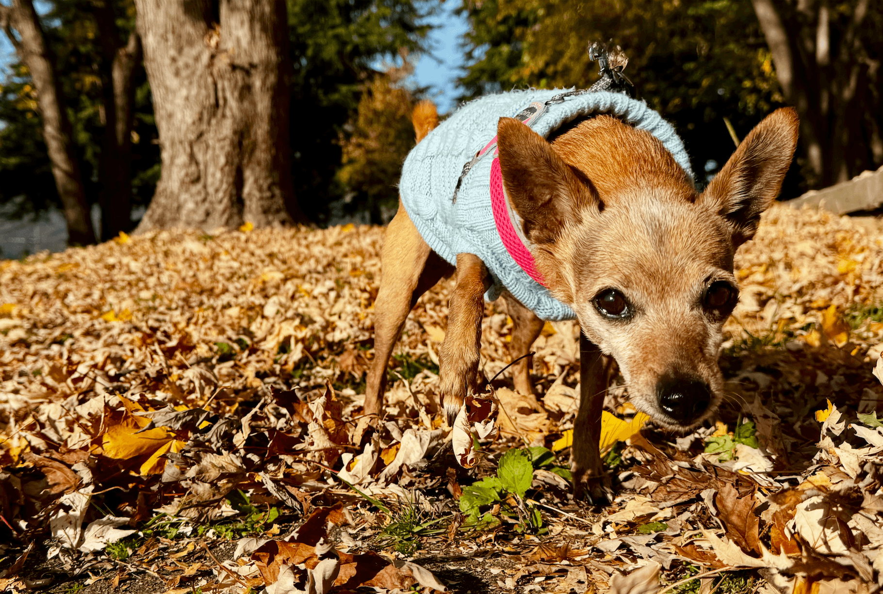 Small brown dog wearing a light blue crochet sweater thing, standing over a field of dry leaves with its head pointed down as if she was smelling something