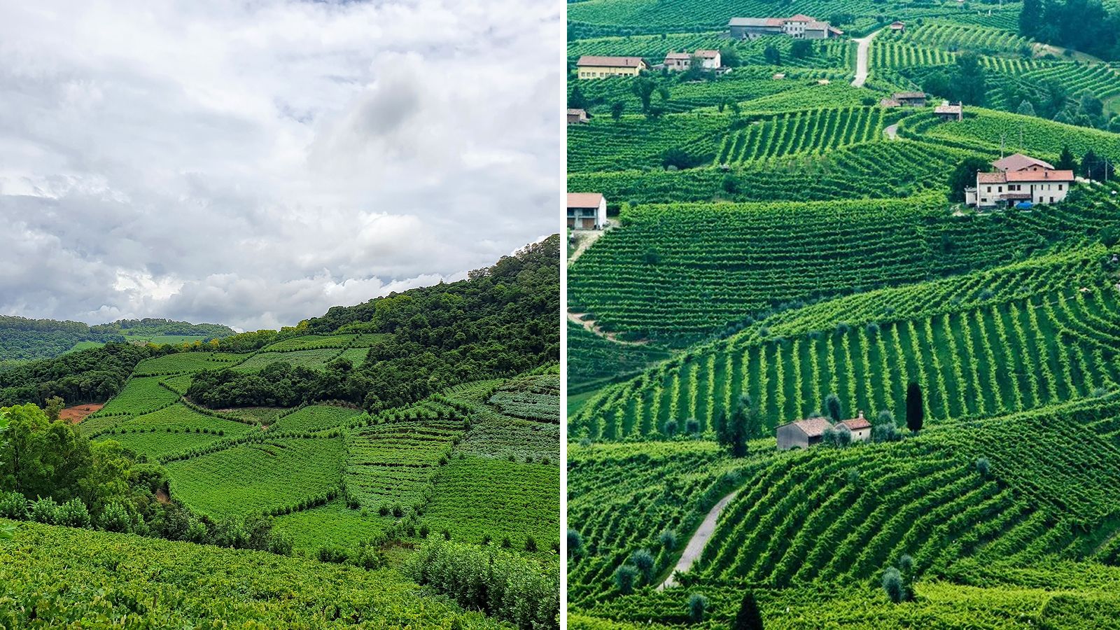 Two pics side by side: both show green hills adorned by vineyards all over.