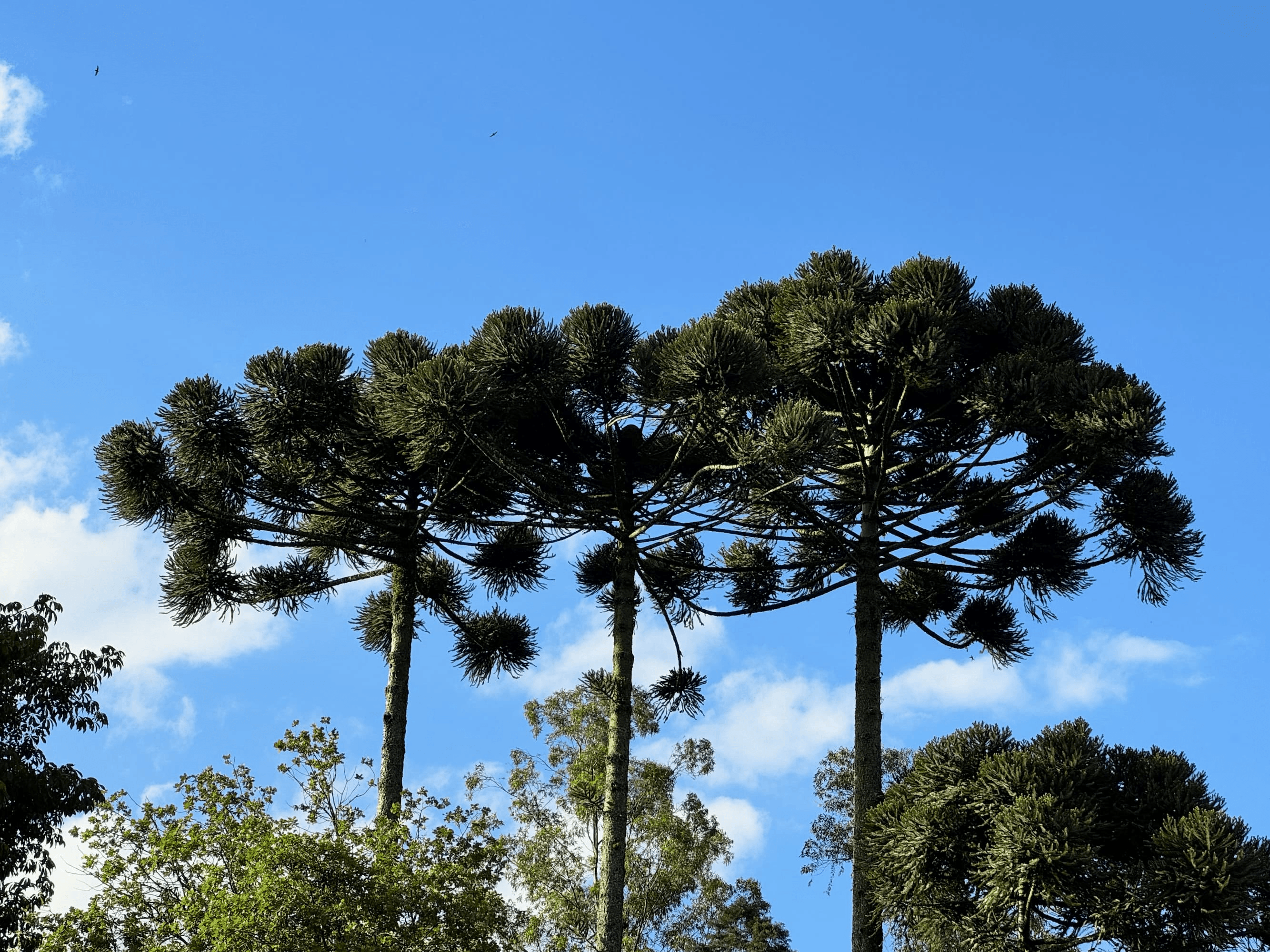 Araucaria trees stand tall against a blue sky.