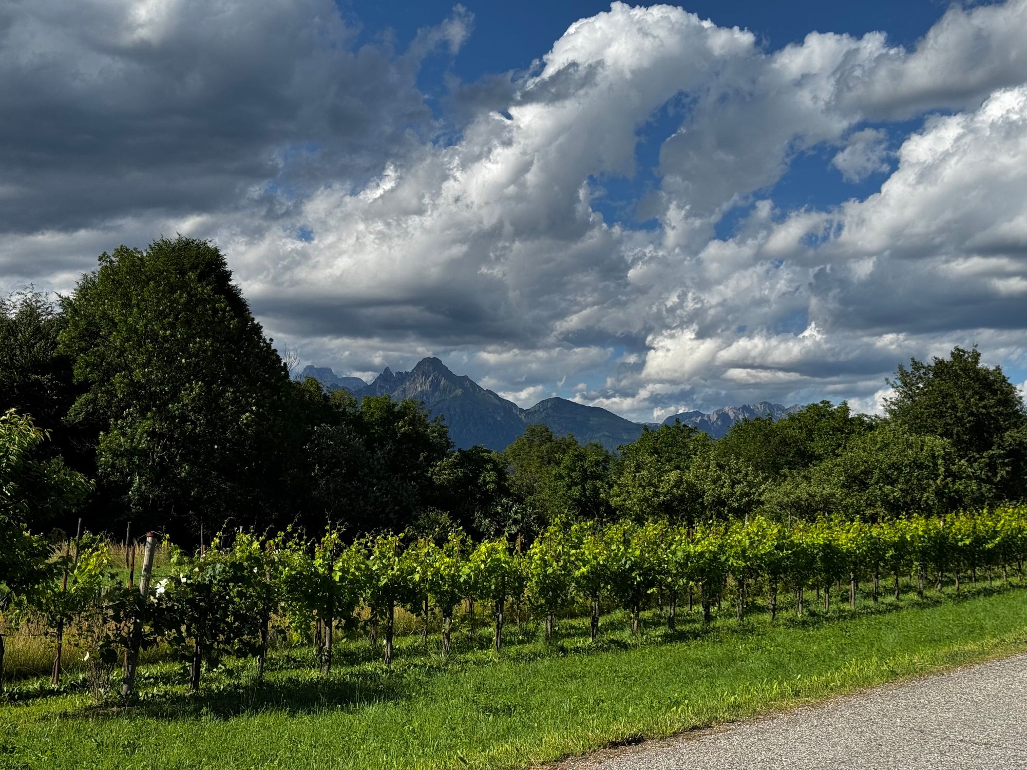Rows of vineyards in Seren del Grappa, with trees and Dolomite peaks visible under a cloudy sky.