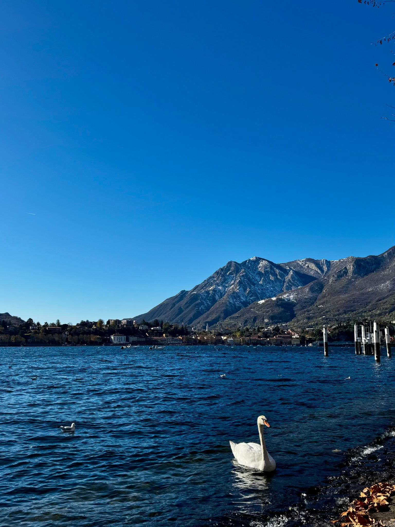 A swan swims around in the blue waters of a lake. In the background, snow-capped mountains and a blue sky.