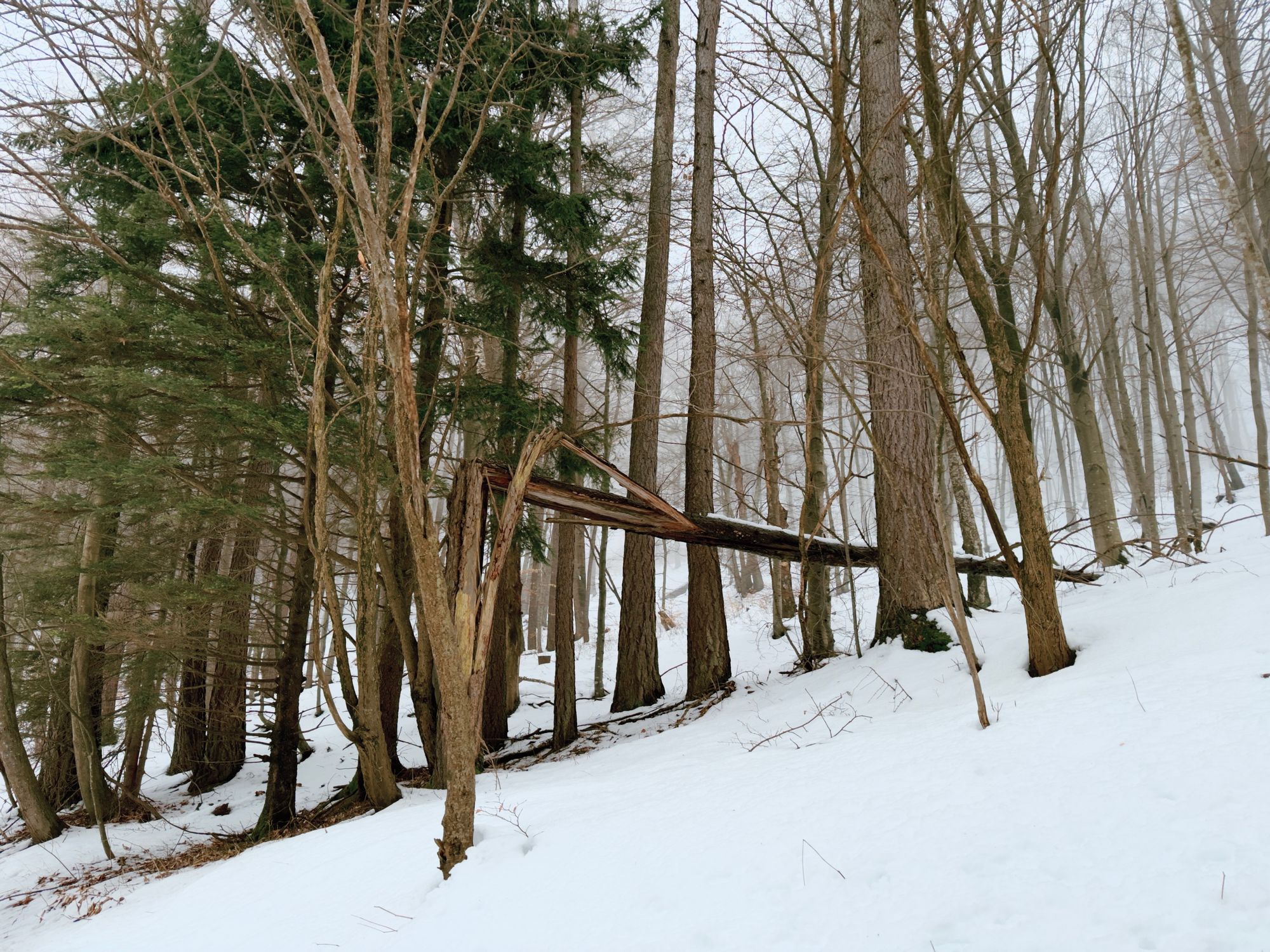 A fallen tree in the middle of the snowy forest.