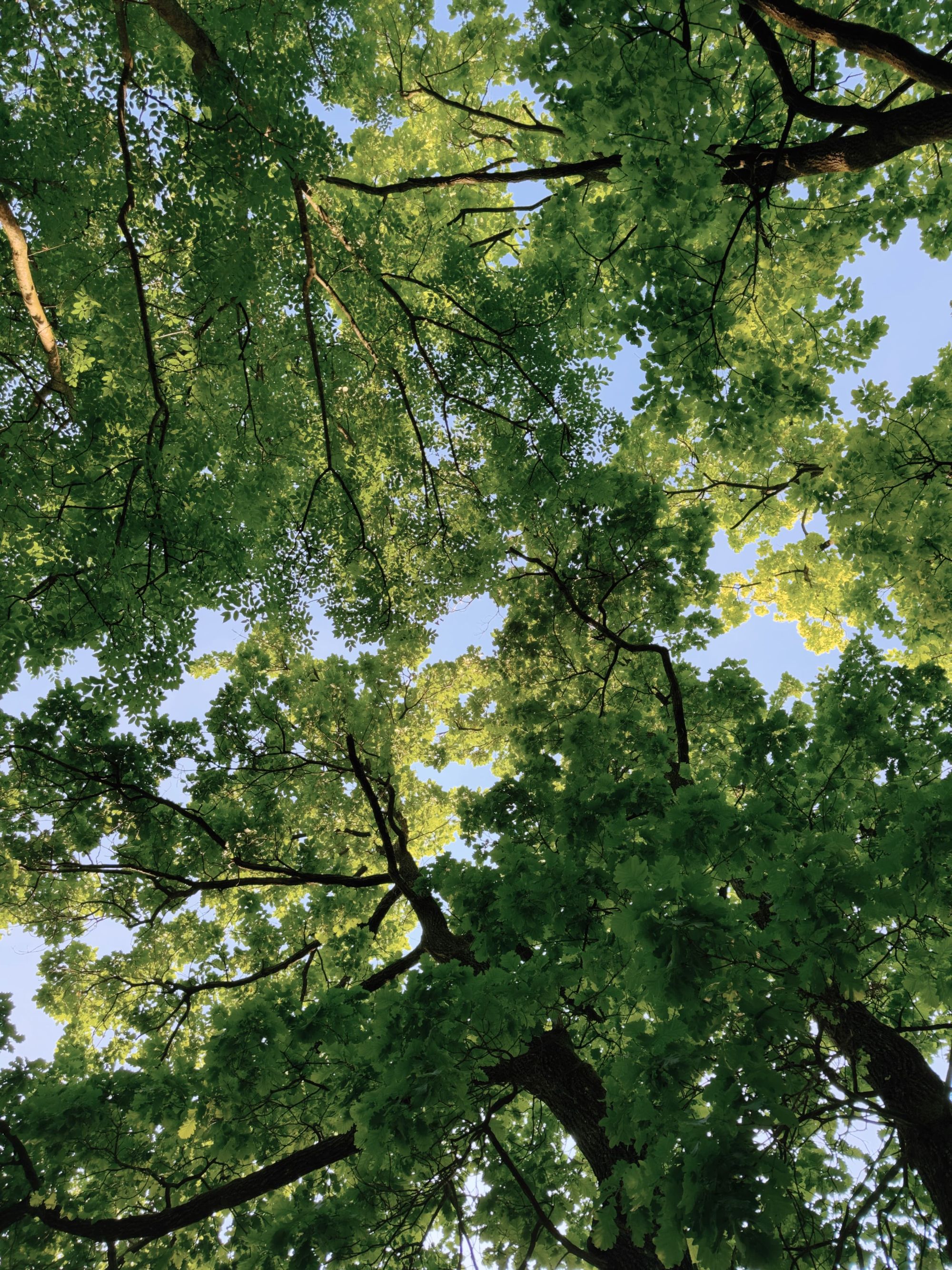 Looking up through the forest canopy on the hillside above Lecco, with sunlit green leaves and branches against a clear blue sky.