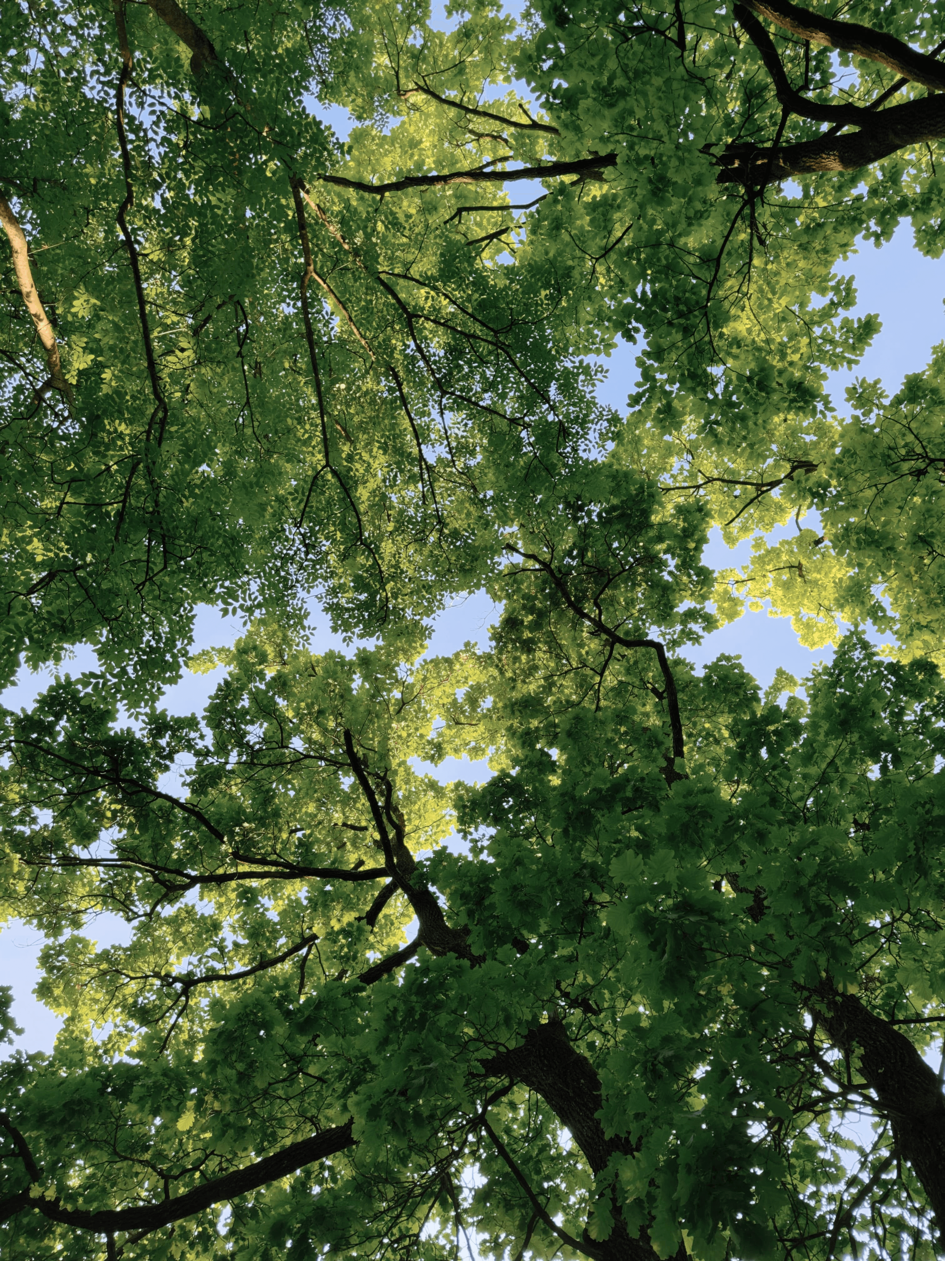 Looking up through the forest canopy on the hillside above Lecco, with sunlit green leaves and branches against a clear blue sky.