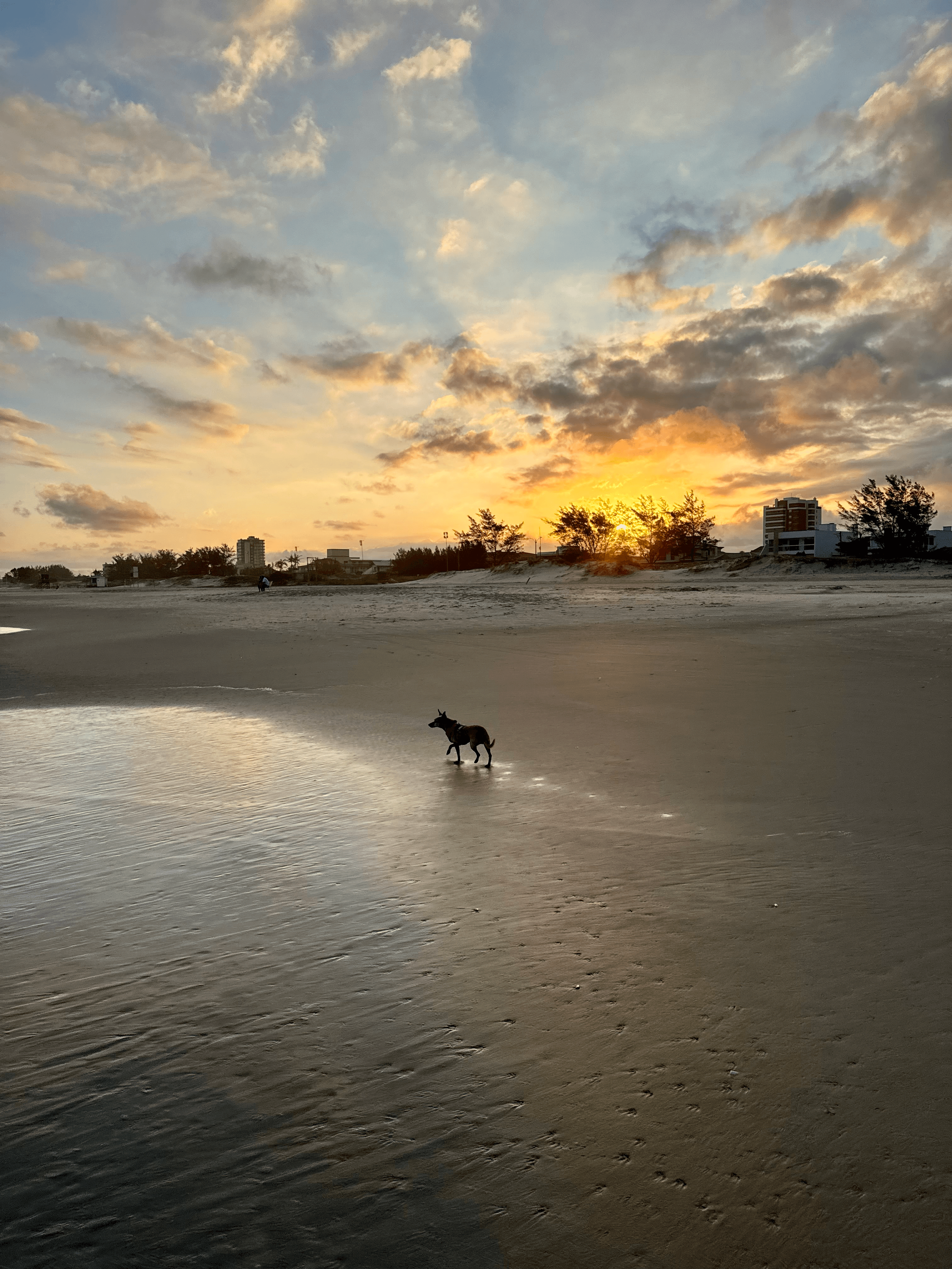 A dog walks on the beach, with the sunset in the background.